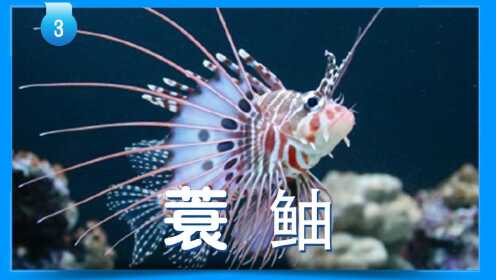 第14集鱼类大百科2:蓑鲉_少儿_动画片大全_腾讯视频