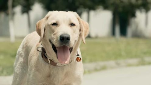 《忠犬流浪记》一部不可错过的国内关于狗狗的感人电影