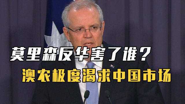 莫里森反华害了谁?澳洲农民极度渴求中国市场,专家一语道破关键
