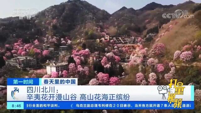 四川北川:辛夷花开漫山谷,高山花海正缤纷