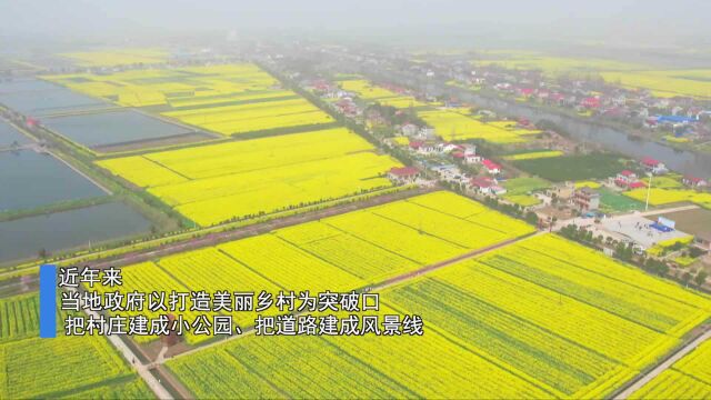 湖南安乡:油菜花开乡村美 游客踏青赏花来