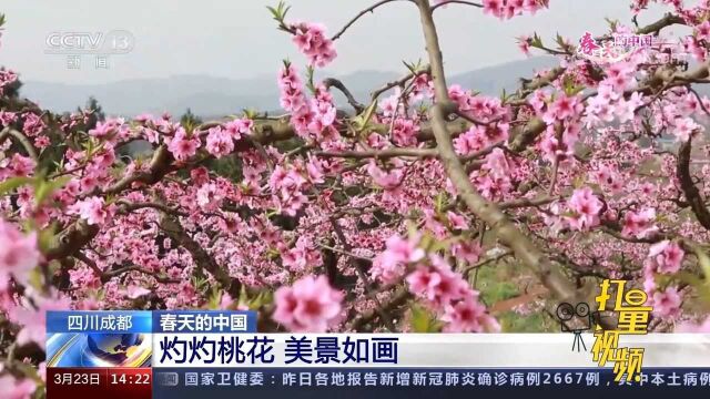 四川成都:上万亩桃花遍布山野,美景如画,带动当地乡村旅游