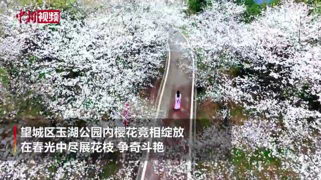 望见一城春色湖南长沙玉湖公园樱花盛开