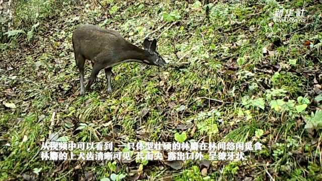 珍贵!红外线相机拍摄到国家一级保护动物林麝身影