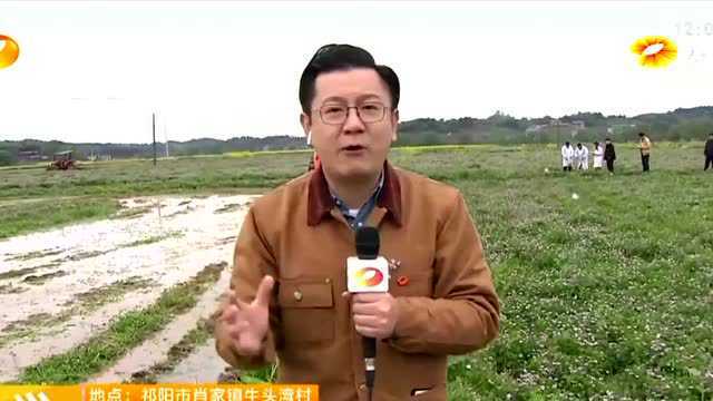 湖南卫视直播走进祁阳:千亩紫云英“点亮”春耕地