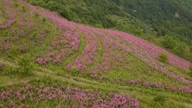 云浮市南药研究院紫锥菊牙膏产品宣传片