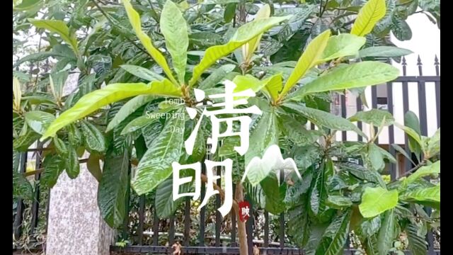 幼儿园清明节气活动 