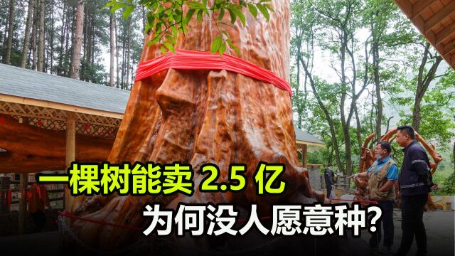 一棵树价值2.5亿?曾是皇家专用的金丝楠木,为什么没人愿意种?