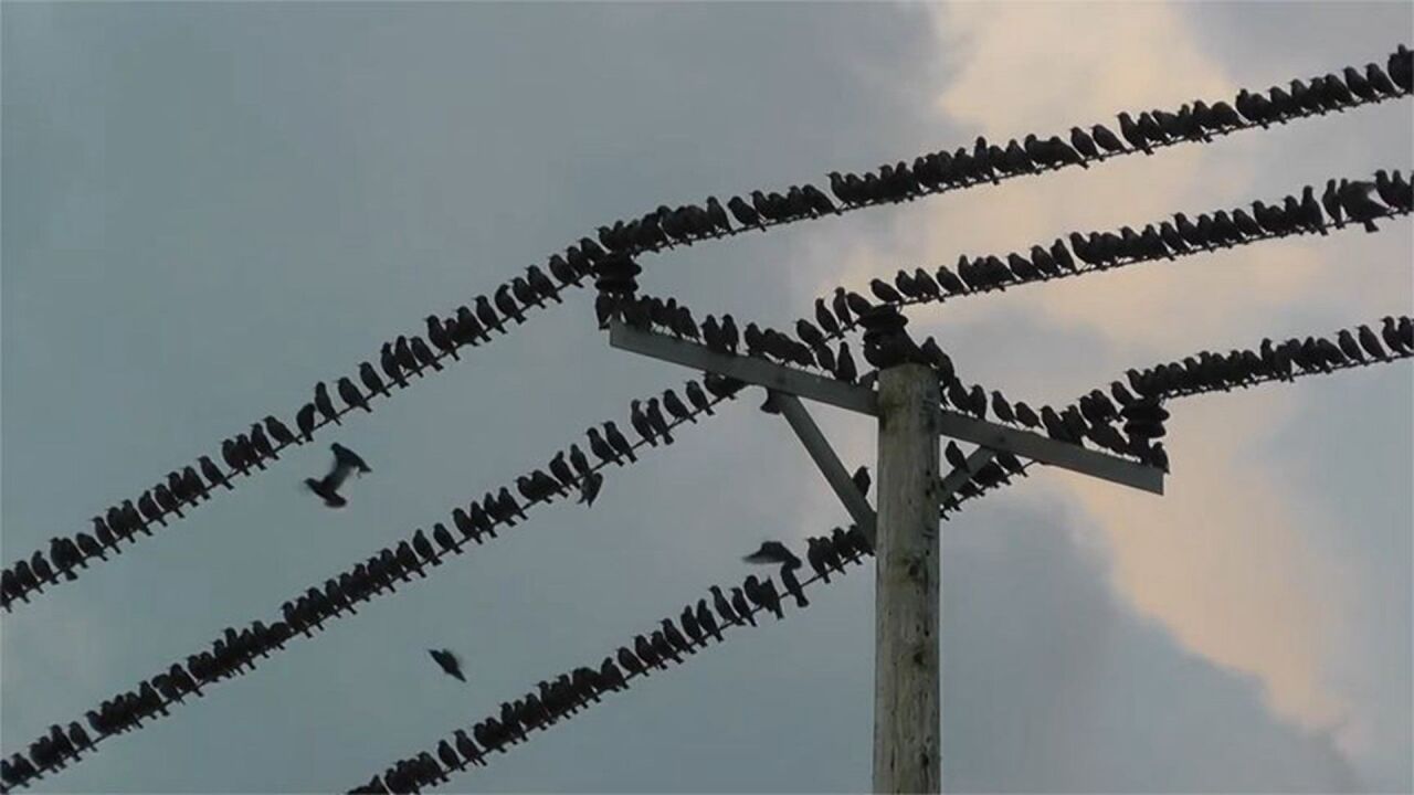 小鸟蹲在高压线上,瞬间被电的灰飞烟灭,镜头记录下全过程