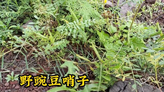 重温儿时的乐趣野豌豆哨子