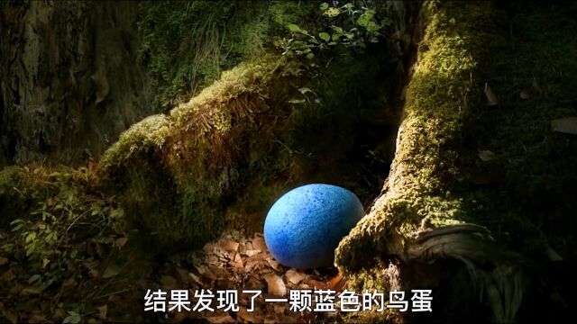 狐狸为救小鸟,甘愿牺牲自己