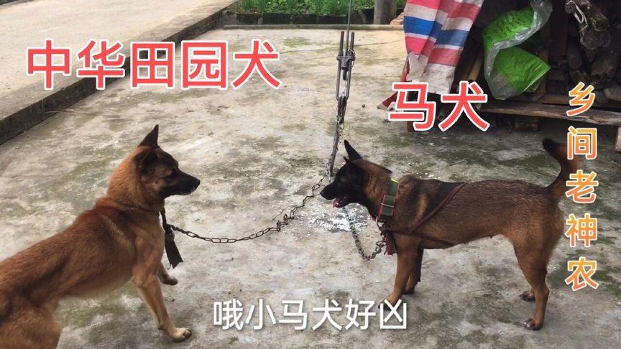 今天把马犬赶去找中华田园犬配种,结果马犬脾气太爆了