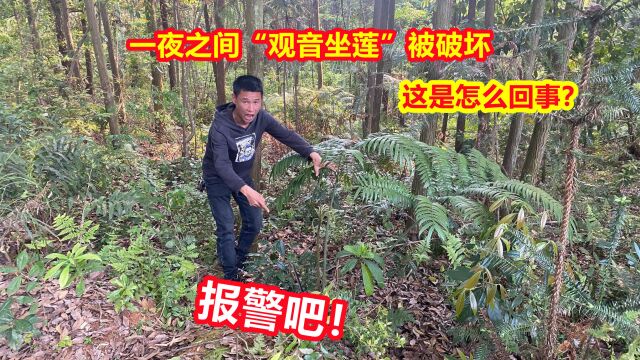 奶奶后山路边发现的“观音坐莲蕨”破坏了,这是这么回事?报警吧