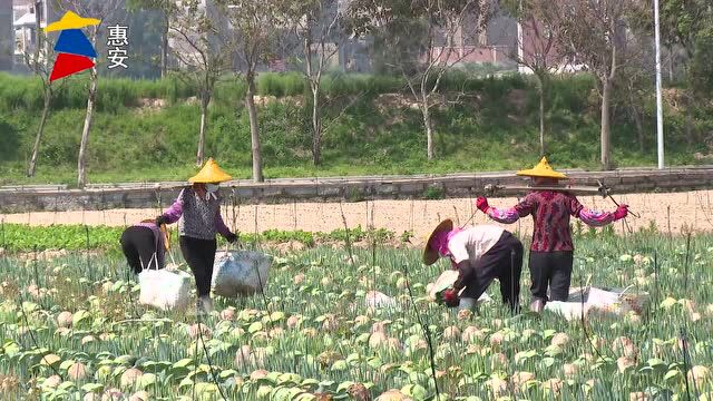 惠安:干部下一线办好事解民忧 解决菜农燃眉之急