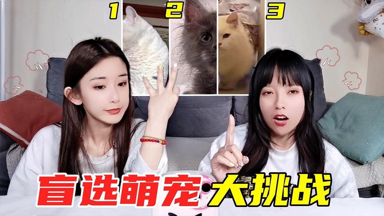 盲选萌宠挑战！只看某个部位，猜哪只猫咪颜值最高，你会选几号？_高清