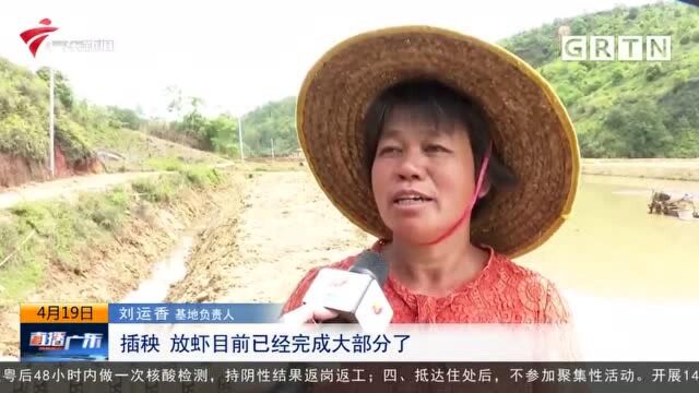 梅州:荒地变良田 “稻虾共作”助力农户增收