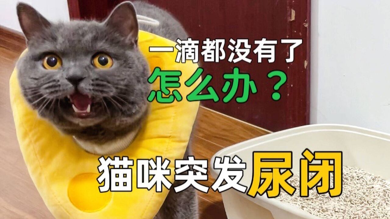 公猫突发尿闭,真的一滴都没有了,保命经验分享!