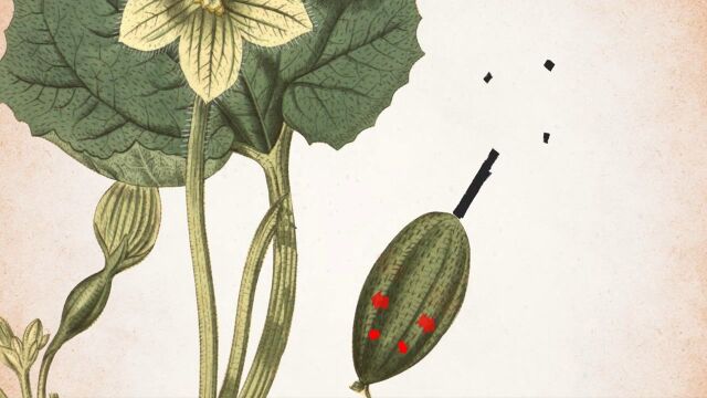 说炸就炸现实版豌豆射手喷瓜