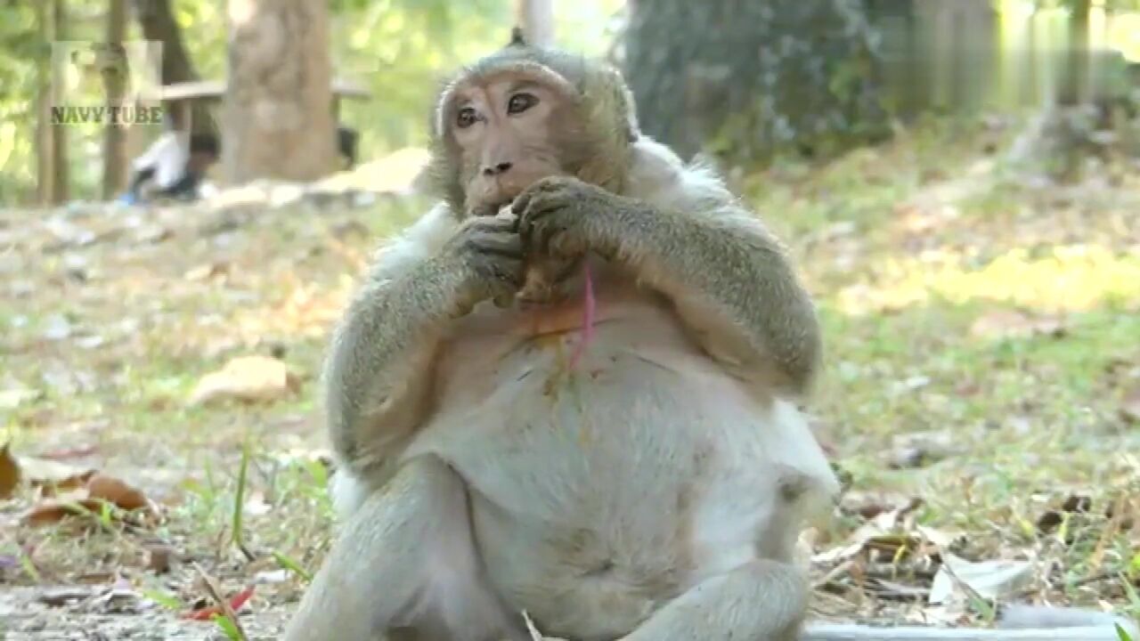 它是网红猴,喜欢它的人很多,帅呆了