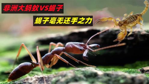 硬核的非洲大蚂蚁，大战毒蝎子，硬刚当地居民