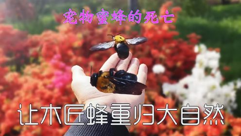 [图]养蜂后续 宠物木匠蜂的死亡与离开 蜜蜂伴侣的真情流露令人动容