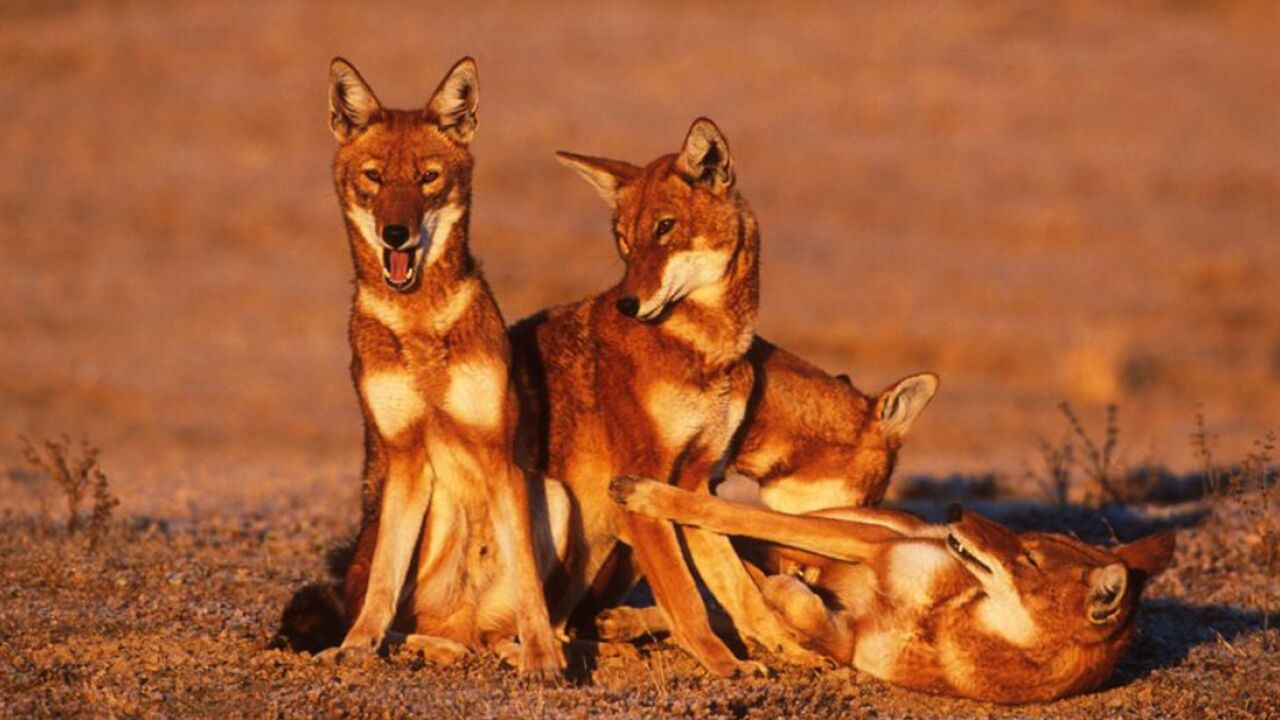 鬣狗动了歪心思,它闯进胡狼地盘,准备大开杀戒!