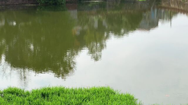 实拍乡村风景水塘春天池塘水草