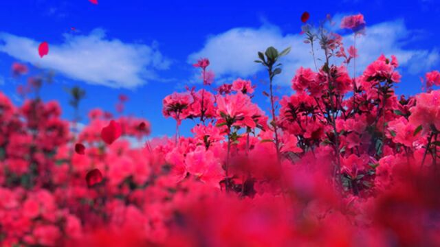 风景浪漫红花