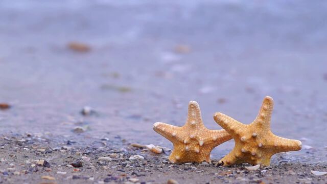 沙滩海星特写