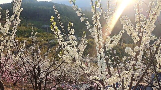 梨花开了李子花白色花春天风景素材桃花