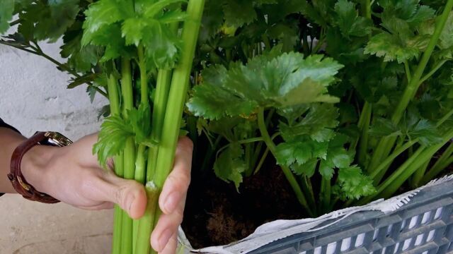 芹菜根也能种出高产的芹菜,方法真的非常简单,2个月就能采摘!