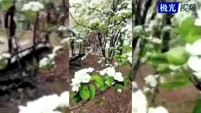 花开满龙江丨鹤岗市花水共含情