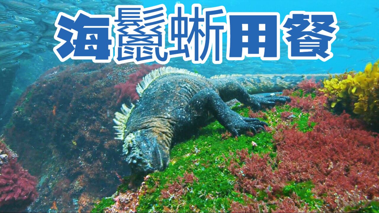 海鬣蜥用餐时间,被海豹追来追去,海藻疯狂的生长