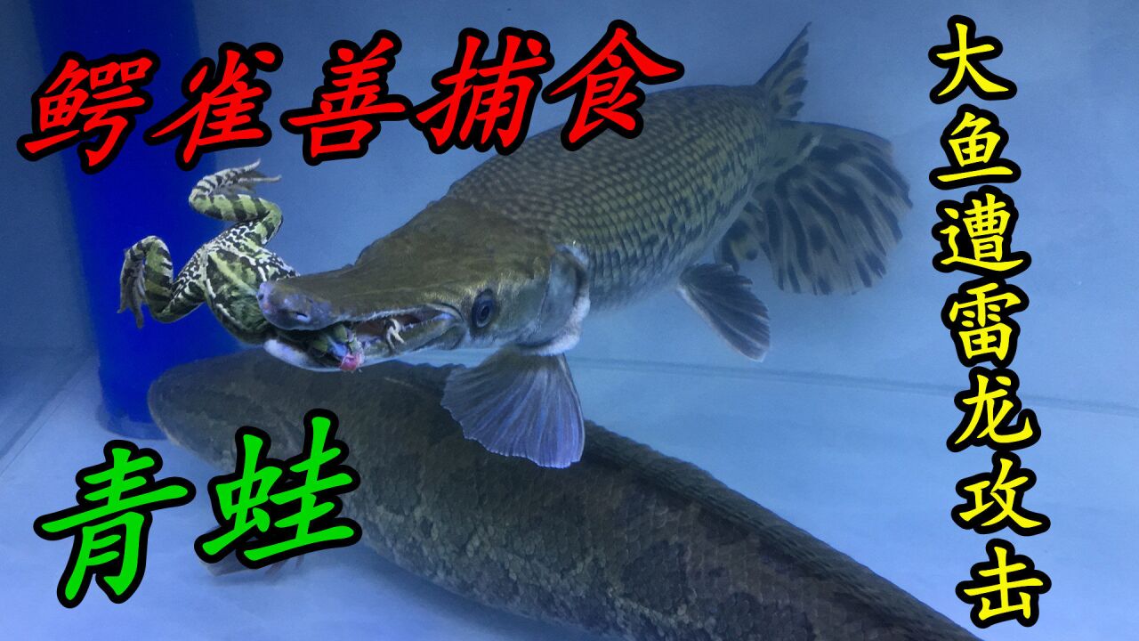 半米多凶猛鳄雀鳝,捕食人工养殖青蛙,大鲤鱼惨遭白化黑鱼攻击