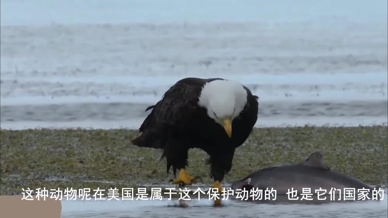 白頭海雕和水中兇猛的鯊魚戰鬥,不幸的白頭海雕被襲擊!