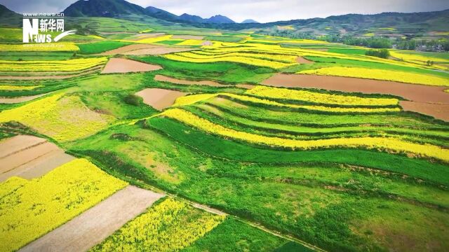 五月,定西漳县油菜花海流金溢彩