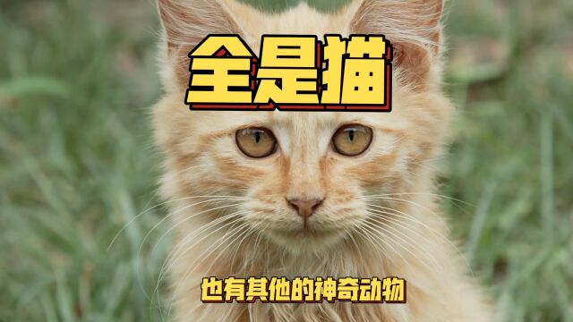 猫片儿 第四辑