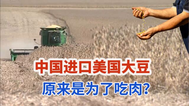 中国进口美国大豆由来已久,高蛋白饲料养猪满足国人“吃肉自由”