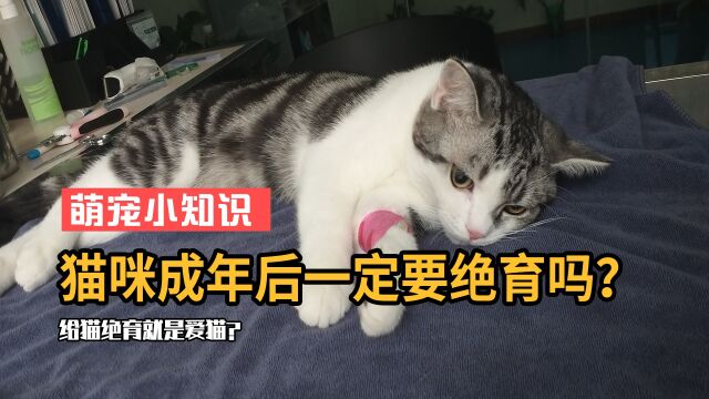 为什么一定要给猫做绝育?铲屎官要懂得取舍,爱它就带它去绝育