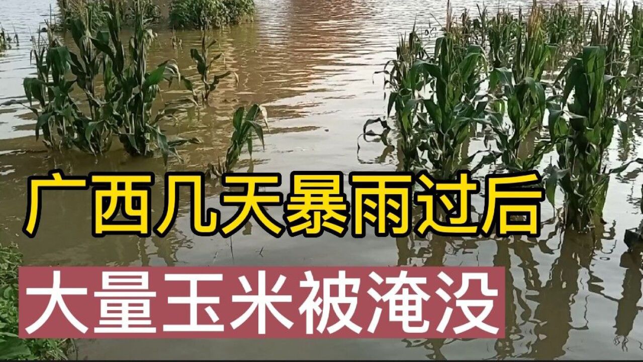 暴雨过后江水暴涨,玉米地被洪水淹没,农民损失惨重