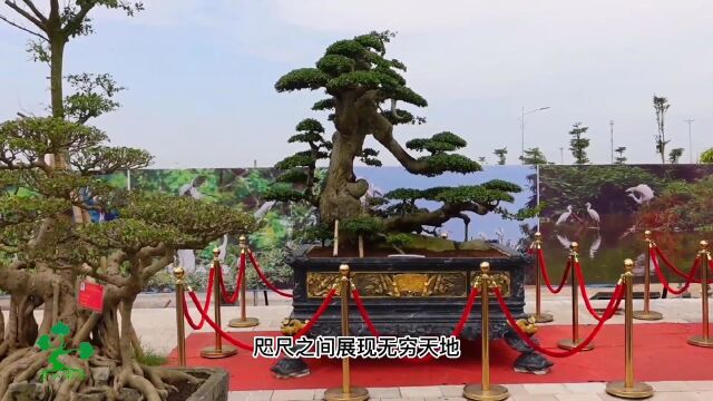 盆景艺术|富有自然情趣的东方艺术精品,早在7000余年前就有盆景