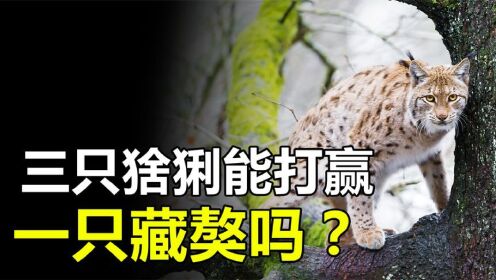 猞猁真的很厉害吗?三只成年猞猁,可以打得过一只成年大藏獒吗?_高清1080P在线观看平台_腾讯视频