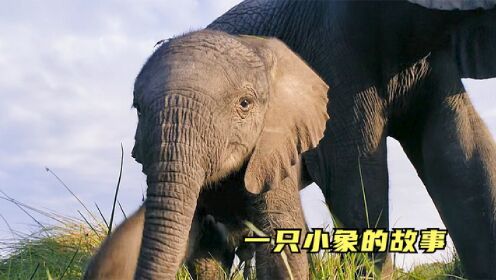 一只小象的故事：命运多舛的小象再次捡回生命，爱护动物人人有责