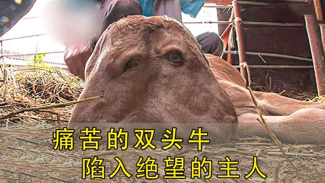 罕见的双头牛吃奶,无法站立,全靠主人用奶瓶喂!