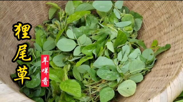 狸尾草又叫羊咩香,客家人称为猫宫菜,经常用它煲汤泡茶好处多!