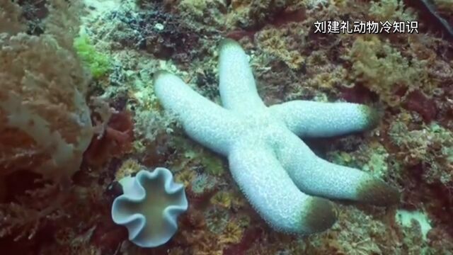 美丽的海洋生物(二)放松治愈系列视频