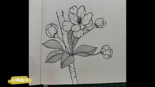 零基础针管笔线描画(花卉)系列~垂丝海棠的画法