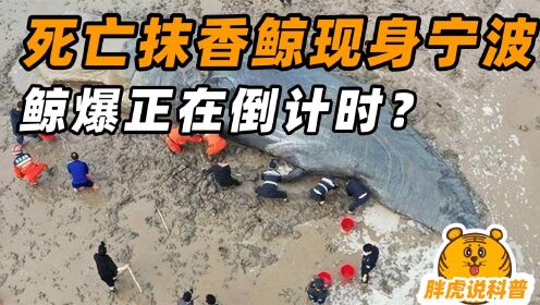 “有鲸无险”的抹香鲸，或许已经死去，死后可能发生鲸爆吗？