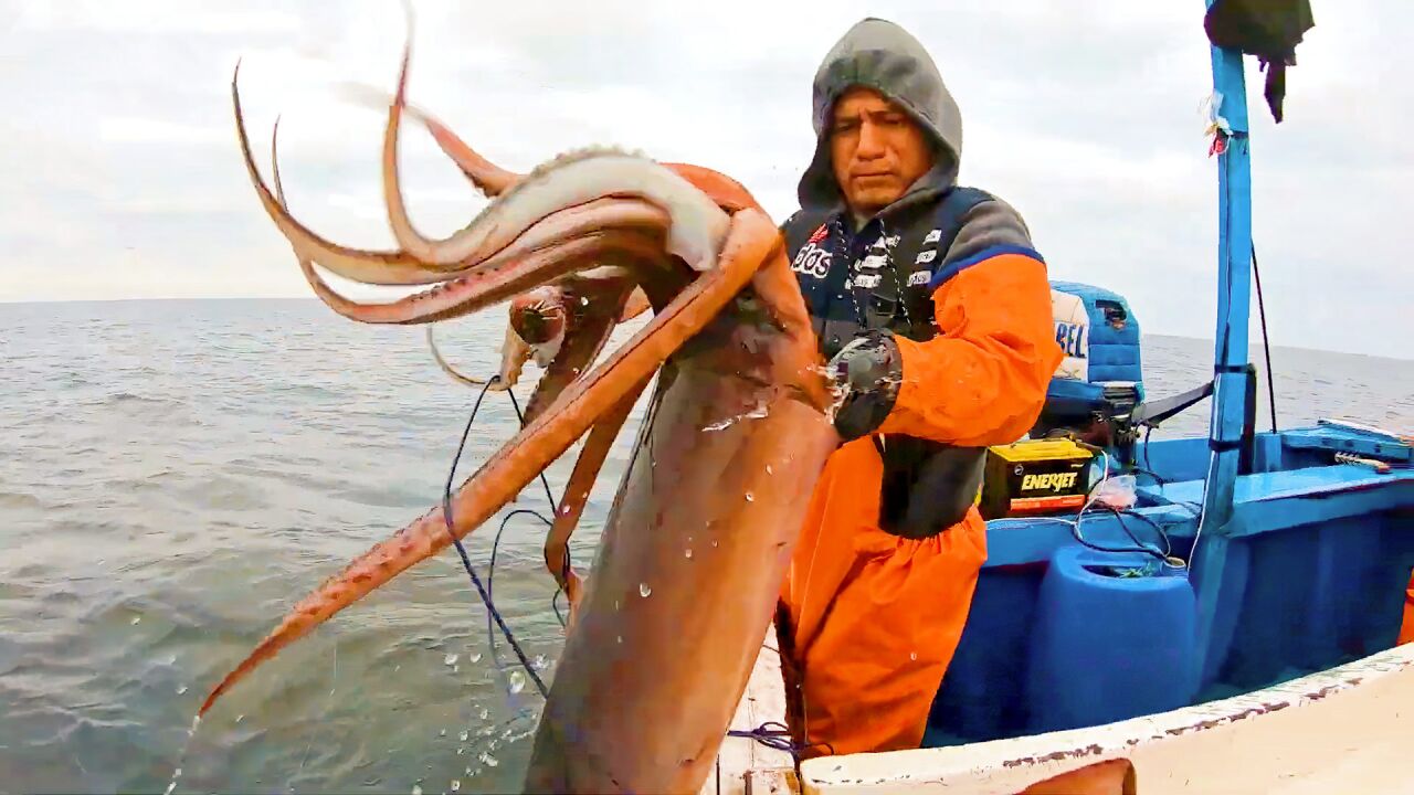 捕捉深海大魷魚,一隻魷魚重達幾十斤,一天一夜抓數十隻!