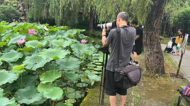 成都郫都区望丛祠里面有两座古墓,这里的荷花开了